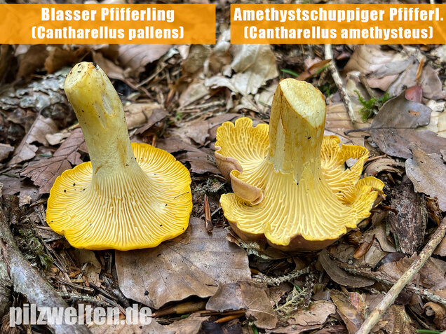Blasser Pfifferling, Cantharellus pallens