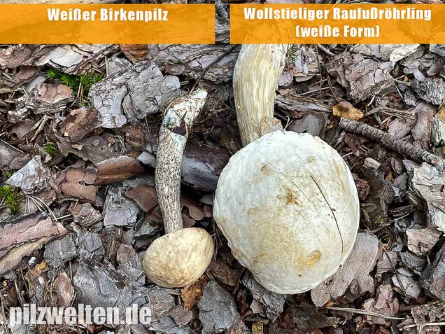 Weißer Birkenpilz, Leccinum holopus