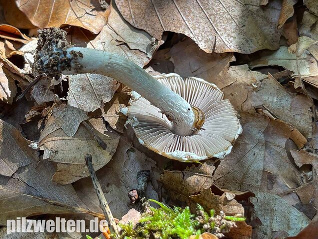 Reichbeschleierter Faserling, Psathyrella spintrigeroides