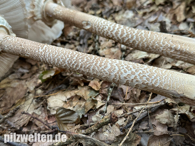 Riesenschirmling, Parasol, Macrolepiota procera