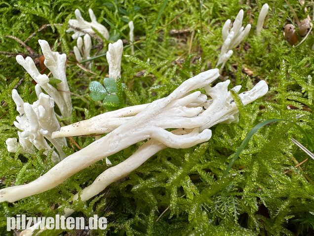 Runzelige Koralle, Runzeliger Keulenpilz, Clavulina rugosa