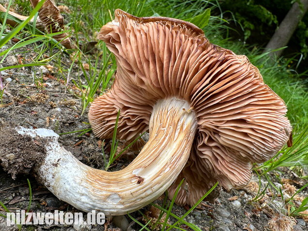 Schlehenrötling, Blasser Frühlingsrötling, Entoloma sepium