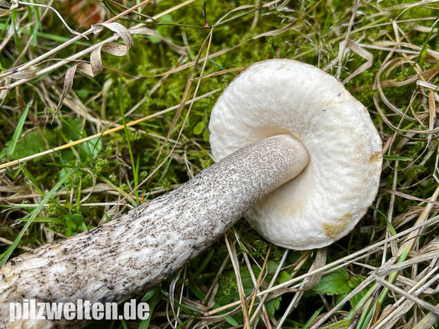 Schwarzhütiger Birkenpilz, Leccinum melaneum