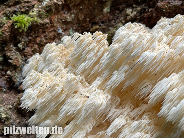 Tannenstachelbart, Hericium flagellum