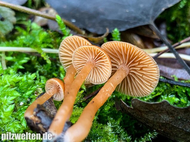 Gemeiner Trompetenschnitzling, Tubaria furfuracea