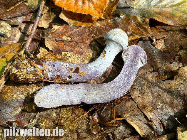 Weißvioletter Dickfuß, Cortinarius alboviolaceus