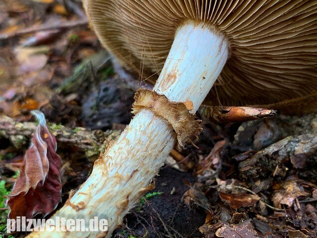 Wurzelnder Marzipanfälbling, Hebeloma radicosum
