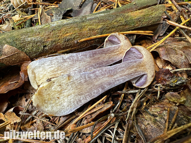 Zyanblättriger Klumpfuß, Cyanblättriger Klumpfuss, Thaxterogaster fulvo-ochrascens