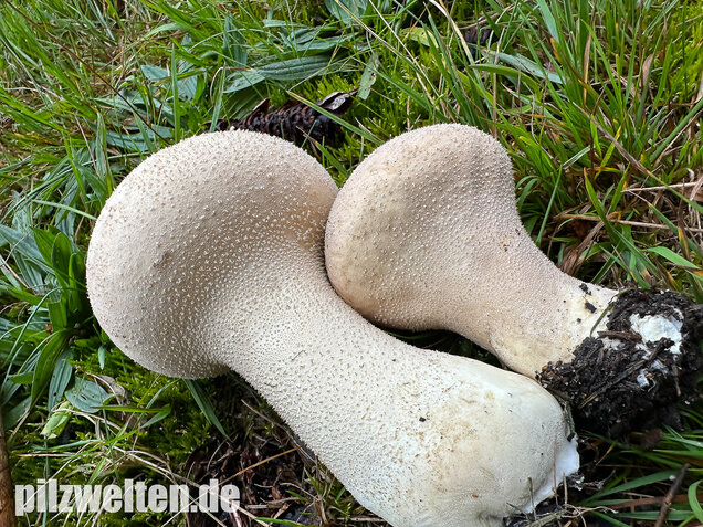 Beutelstäubling, Lycoperdon excipuliforme