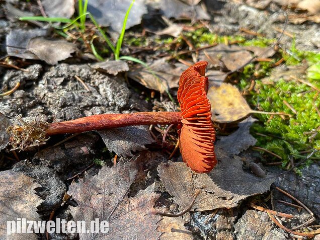 Blutroter Hautkopf, Cortinarius sanguineus