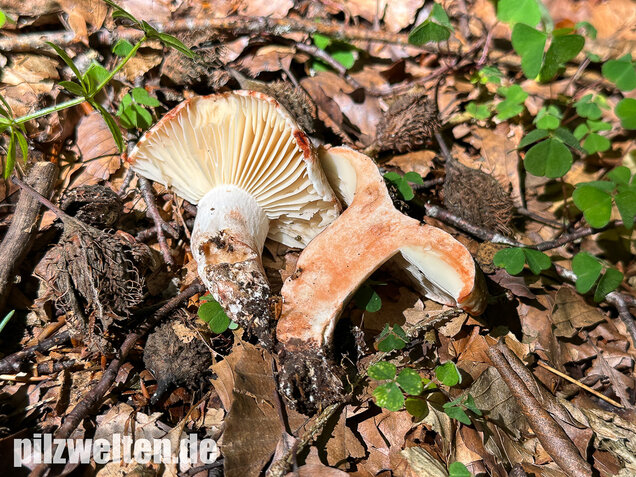 Dickblättriger Schwärztäubling, Russula nigricans
