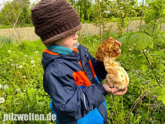 Dickfüßige Speisemorchel, Morchella crassipes