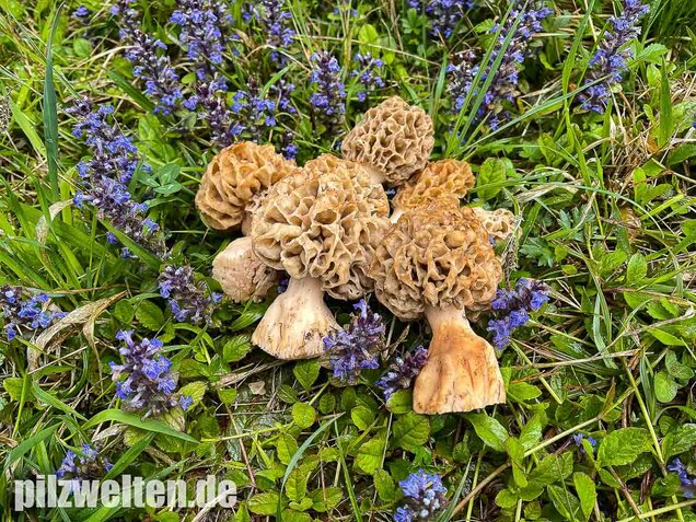 Dickfüßige Speisemorchel, Morchella crassipes