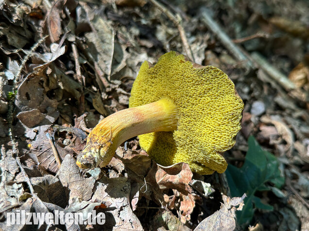 Eichenfilzröhrling, Hortiboletus engelii