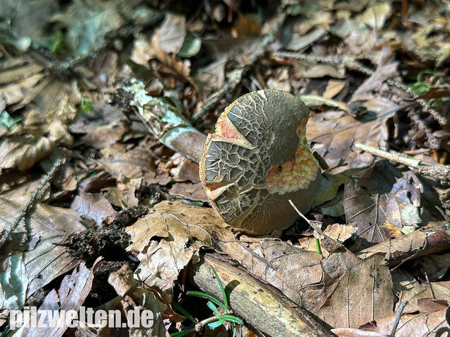 Falscher Rotfußröhrling, Düsterer Rotfußröhrling, Xerocomellus porosporus