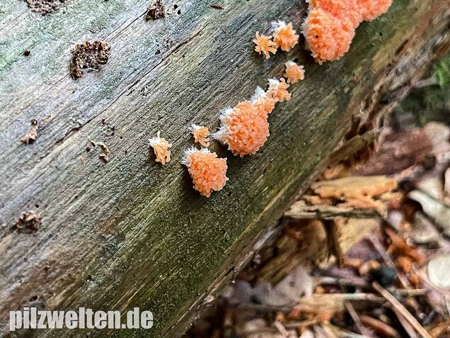 Fischeierschleimpilz, Tubifera ferruginosa