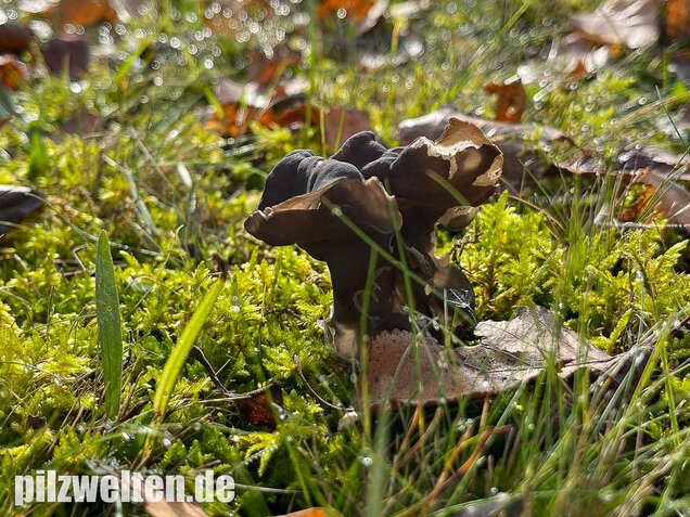 Gefurchte Lorchel, Helvella sulcata
