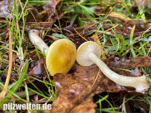 Gelber Lärchenschneckling, Hygrophorus lucorum