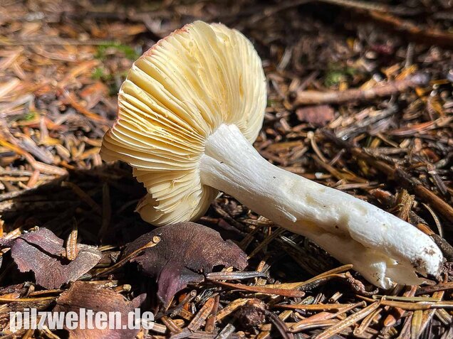 Geriefter Weichtäubling, Russula nauseosa