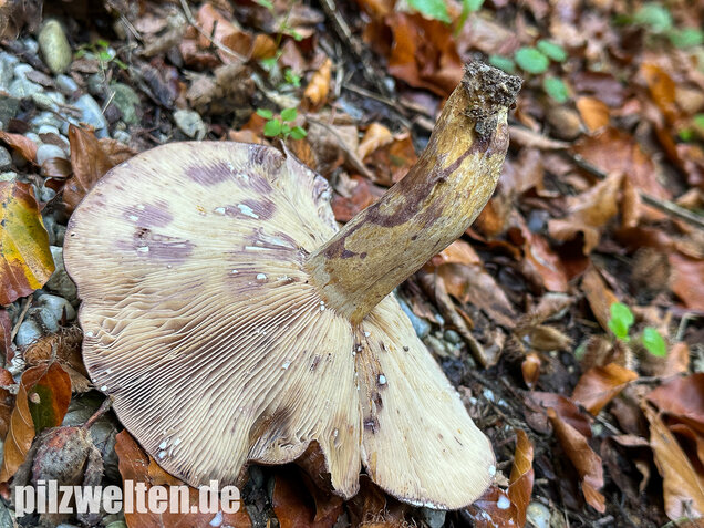 Gezonter Violettmilchling, Lactarius violascens