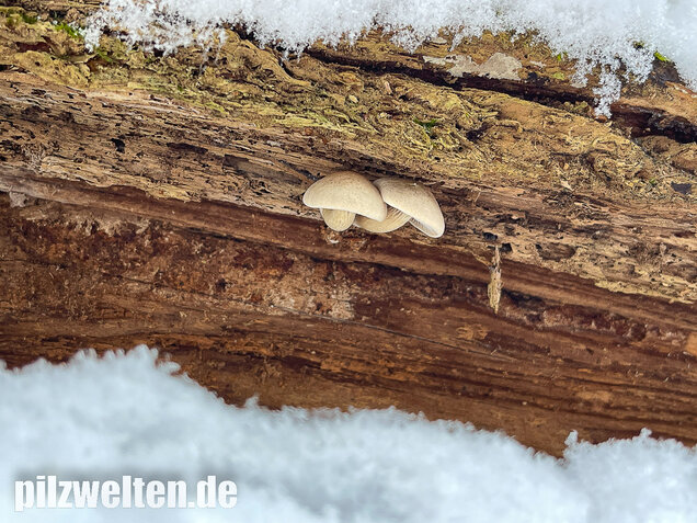 Harziger Sägeblättling, Neolentinus adhaerens