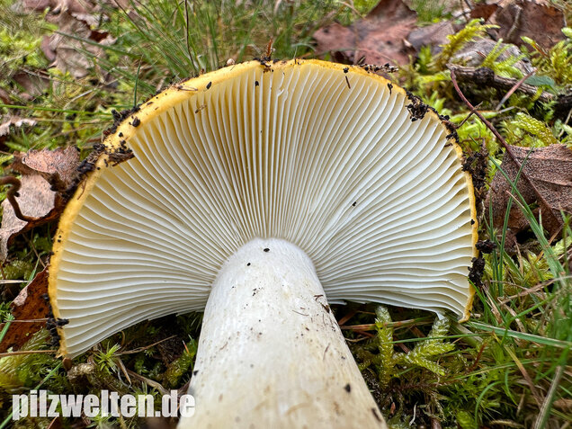 Ockergelber Täubling, Zitronentäubling, Russula ochroleuca