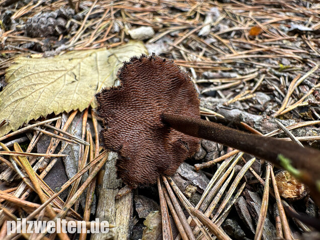 Ohrlöffelstacheling, Auriscalpium vulgare