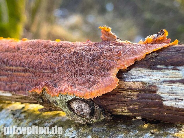 Orangeroter Kammpilz, Phlebia radiata
