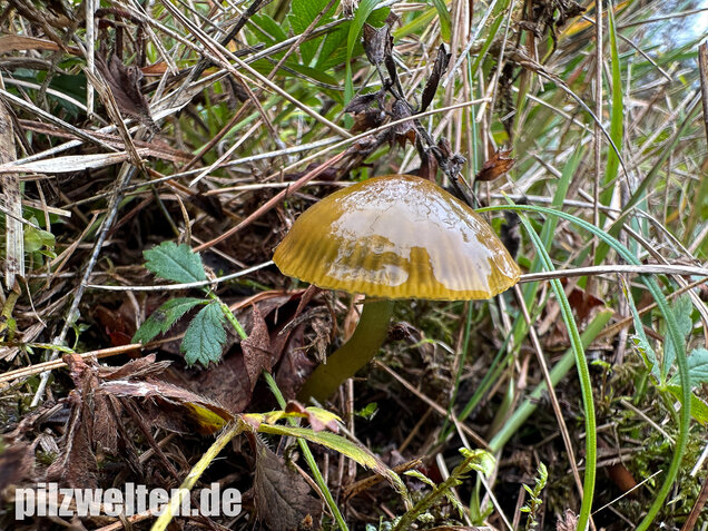 Papageigrüner Saftling, Papageiensaftling, Gliophorus psittacinus