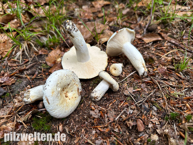 Pfeffermilchling, Lactifluus piperatus