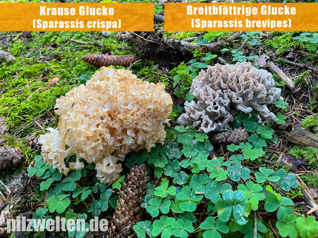 Krause Glucke, Sparassis crispa