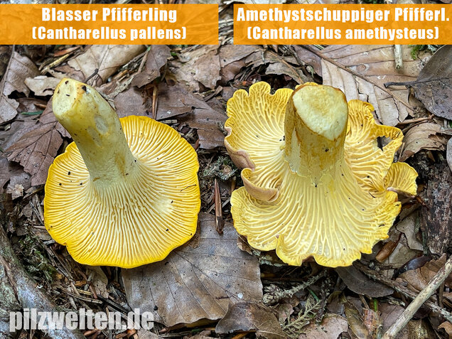 Blasser Pfifferling, Cantharellus pallens