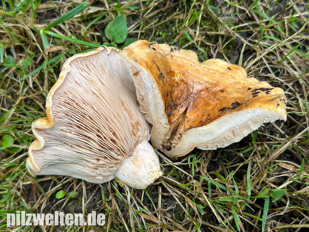 Queraderiger Milchling, Lactarius acerrimus