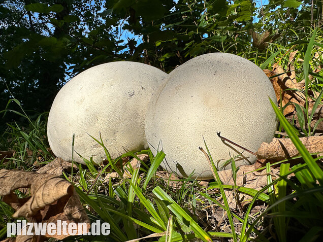 Riesenbovist, Calvatia gigantea
