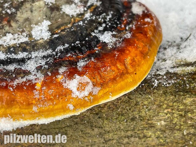 Rotrandiger Baumschwamm, Fomitopsis pinicola