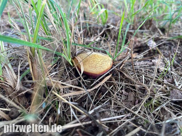 Rubinroter Zwergröhrling, Chalciporus rubinus