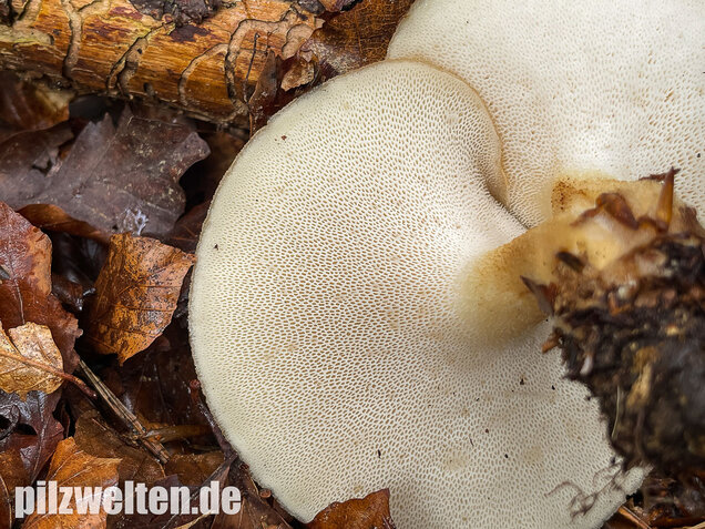 Sklerotienporling, Polyporus tuberaster