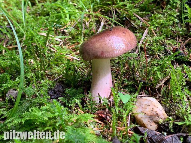 Stachelbeertäubling, Russula queletii