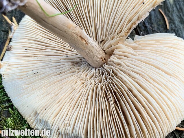 Stinkschirmling, Lepiota cristata