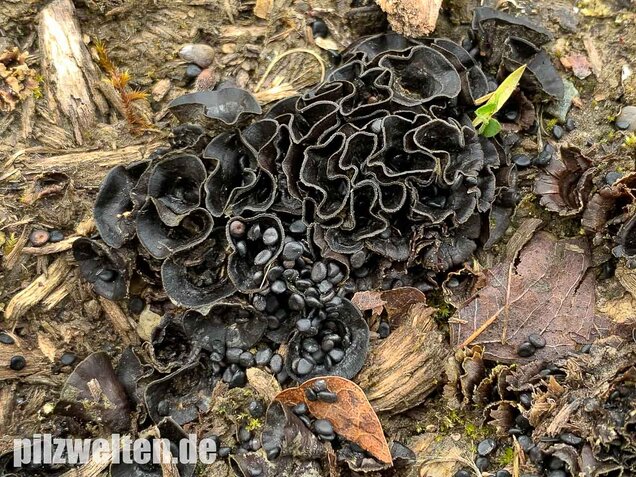 Topfteuerling, Cyathus olla