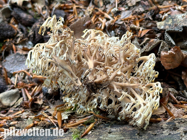 Verzweigte Becherkoralle, Artomyces pyxidatus