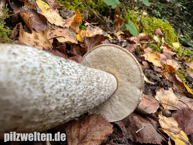 Vielverfärbender Birkenpilz, Leccinum variicolor