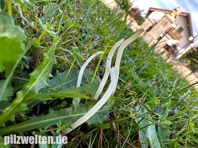 Wiesenkeule, Wurmförmige Keule, Clavaria fragilis