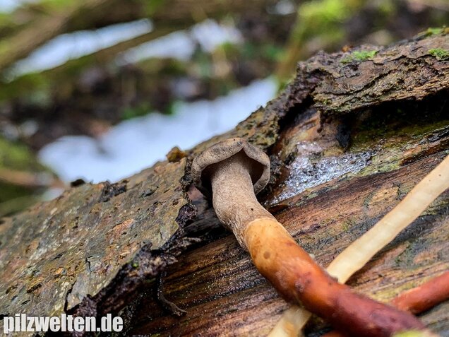 Winter-Stielporling, Lentinus brumalis