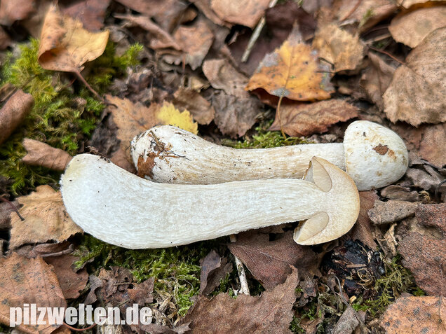 Wollstieliger Raufußröhrling (weiße Form), Leccinum cyaneobasileucum