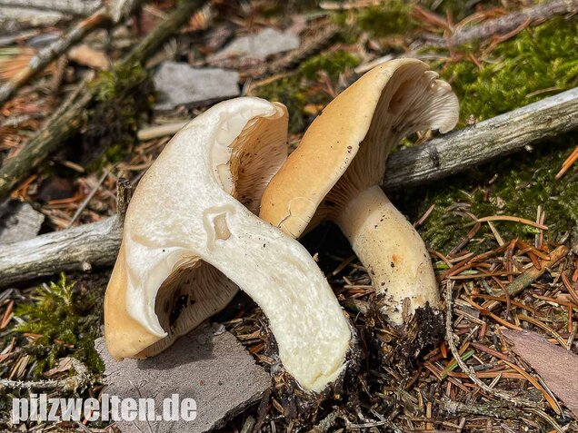 Würziger Tellerling, Clitopilus geminus