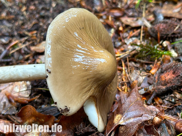 Wurzelnder Schleimrübling, Grubiger Wurzelrübling, Hymenopellis radicata