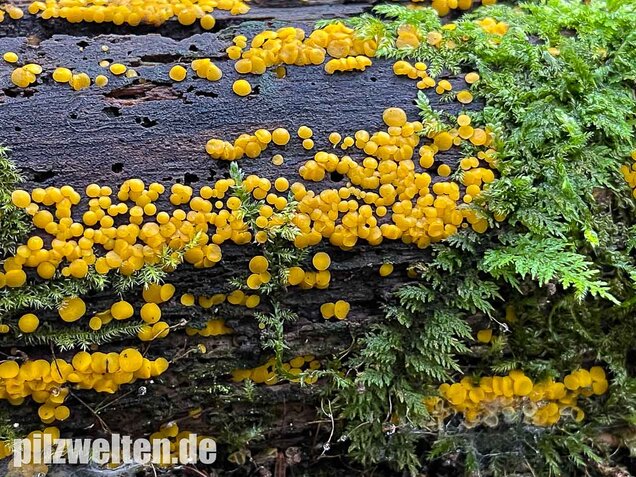 Zitronengelber Reisigbecherling, Calycina citrina