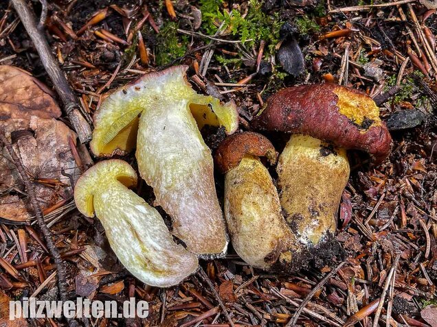 Anhängselröhrling, Butyriboletus appendiculatus