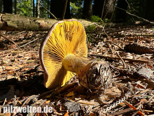 Anisklumpfuß, Cortinarius odorifer